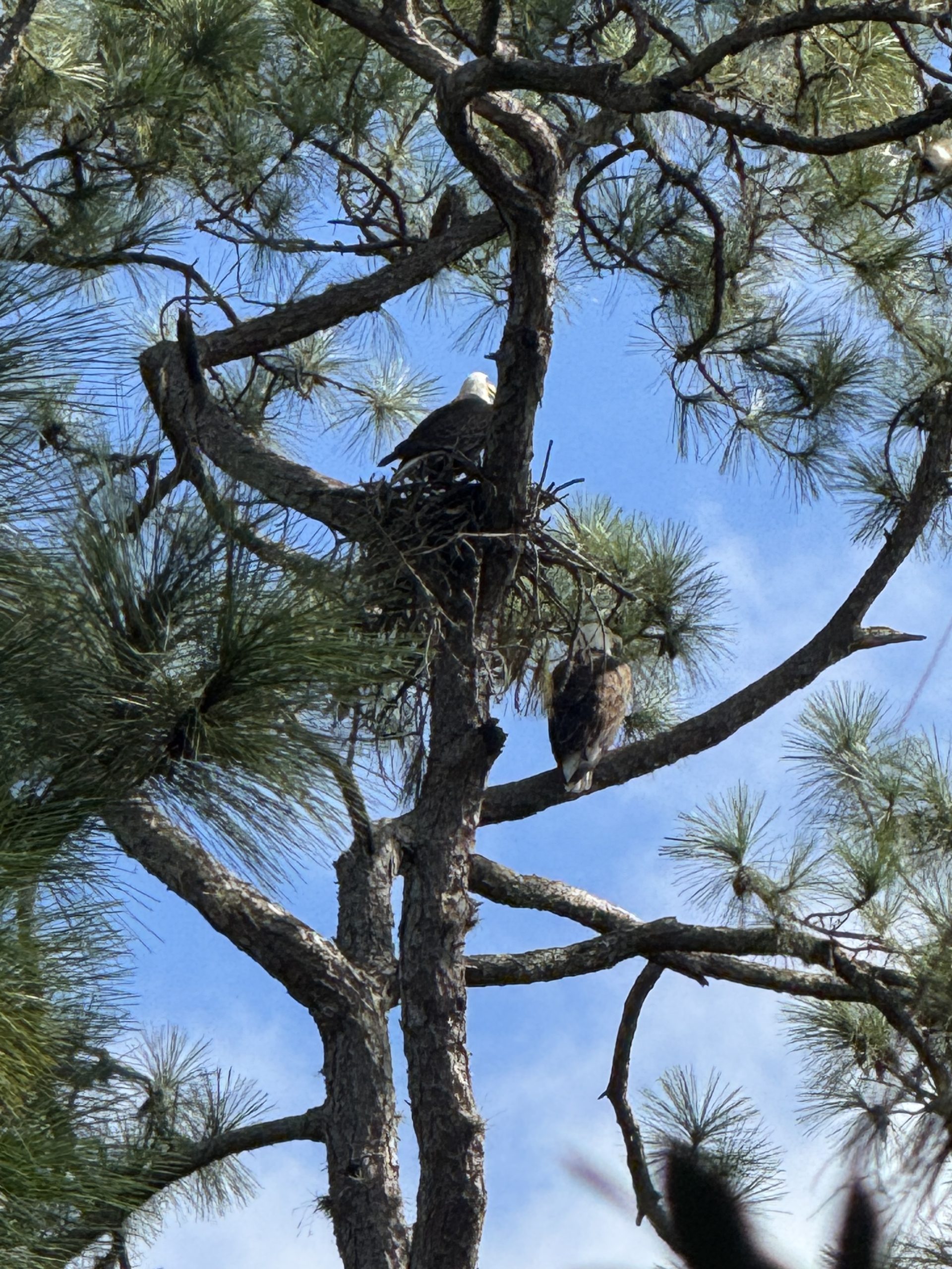 Eagle in nest in tree.