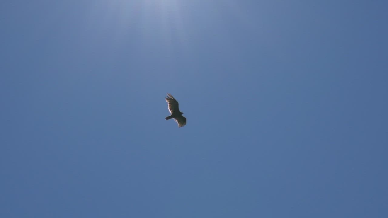 Soaring eagle